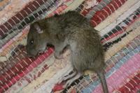 Rattus norvegicus