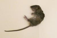 Rattus norvegicus