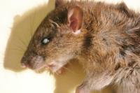 Rattus norvegicus