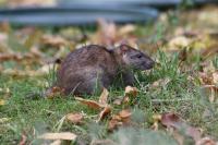Rattus norvegicus