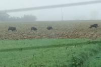 Sus scrofa