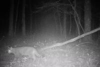 Felis silvestris