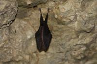 Rhinolophus hipposideros