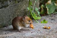Apodemus sylvaticus
