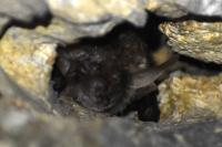Plecotus auritus