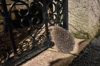 Erinaceus europaeus
