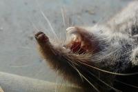 Crocidura