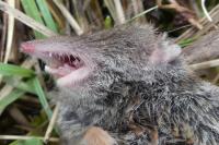 Crocidura