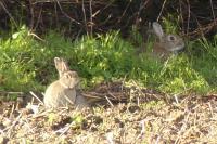 Oryctolagus cuniculus