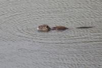 Myocastor coypus