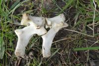 Capreolus capreolus