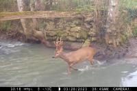 Capreolus capreolus