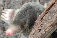 Talpa europaea