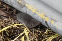 Crocidura