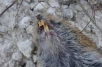 Clethrionomys glareolus