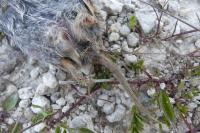 Clethrionomys glareolus