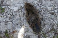 Clethrionomys glareolus