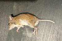 Apodemus sylvaticus