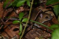Apodemus sylvaticus