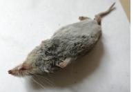 Crocidura russula