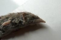 Crocidura russula