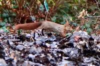 Sciurus vulgaris