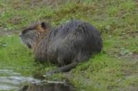Myocastor coypus