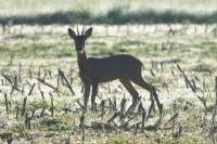 Capreolus capreolus