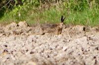 Lepus europaeus