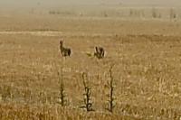 Lepus europaeus