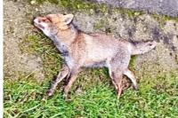 Vulpes vulpes