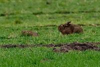 Lepus europaeus