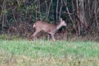 Capreolus capreolus