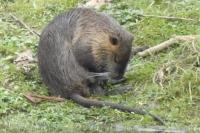 Myocastor coypus