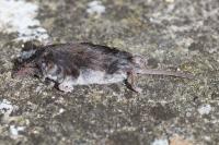 Crocidura leucodon