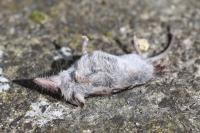Crocidura leucodon