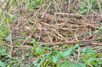 Castor fiber