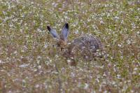 Lepus europaeus