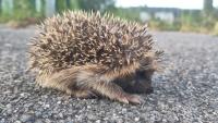 Erinaceus europaeus