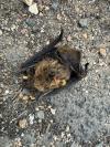 Pipistrellus