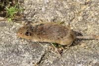 Microtus arvalis