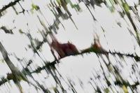 Sciurus vulgaris