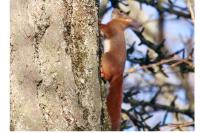 Sciurus vulgaris