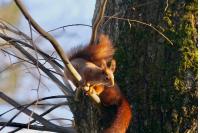Sciurus vulgaris