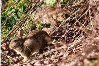 Oryctolagus cuniculus