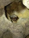 Myotis bechsteinii