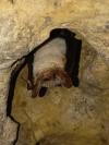 Myotis myotis