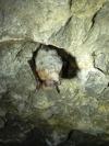 Myotis alcathoe/brandtii/mystacinus
