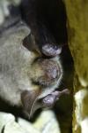 Myotis myotis