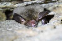 Myotis bechsteinii